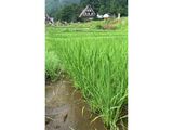 《世界遺産で米作り》相倉の棚田で稲がすくすく成長中！🌾🌾