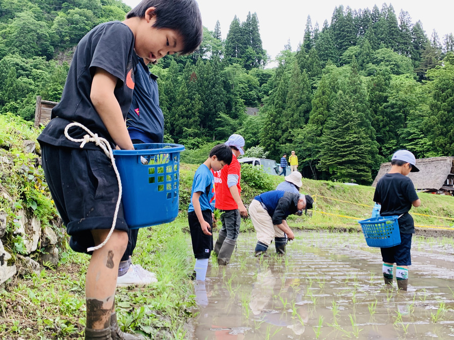 田植え│手植え