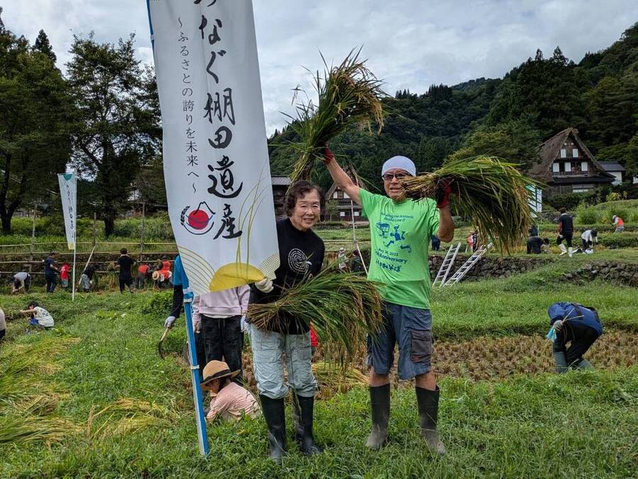 稲刈り│手刈り