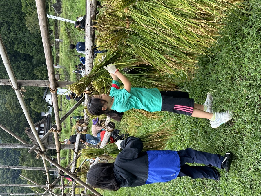 稲刈り│はさ掛け