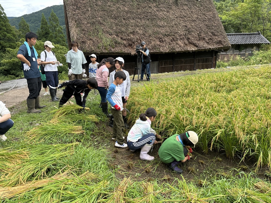稲刈り│手刈り