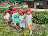 7/17《園児と一緒にじゃがいも掘り》のご報告