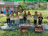 7/11(金)《園児と一緒にじゃがいも収穫》のご報告🥔🥔