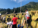 9/14(土) 《世界遺産で米作り 稲刈り》のご報告🌾🌾